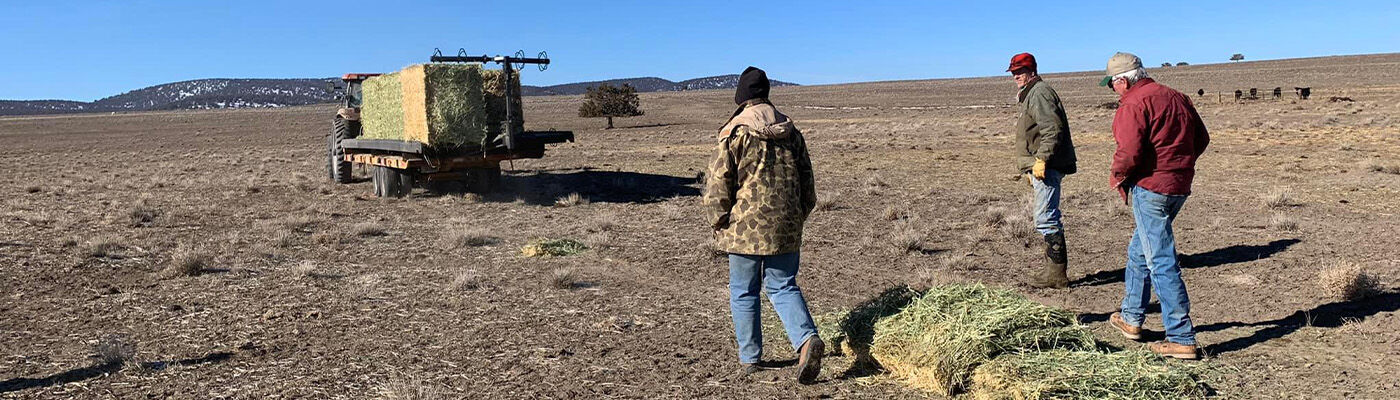 Feeding out Hay - Sinch Bale Feeders