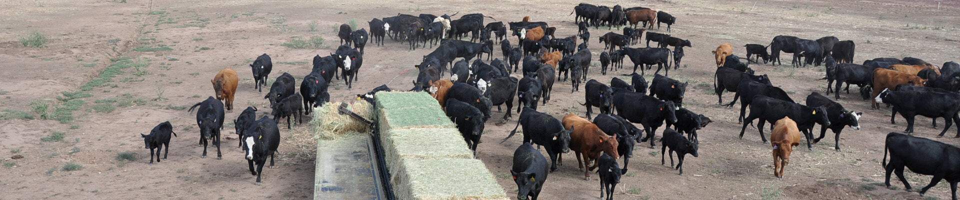 Livestock - Sinch Bale Feeders